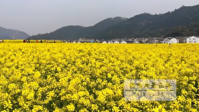 2019.03.24桐屿油菜花海