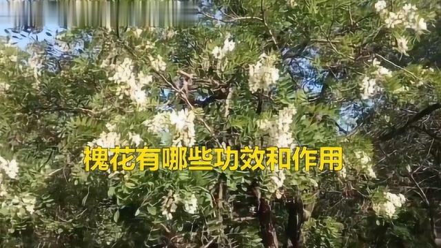 槐花有哪些功效和作用