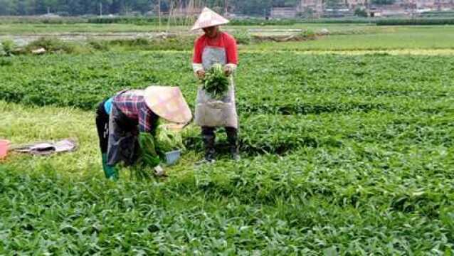 广西南宁蔬菜种植基地武鸣,空心菜亩产多少斤?一亩能挣多少钱