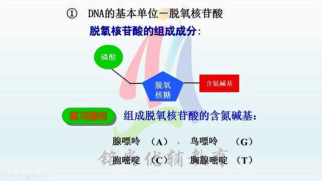 生物赵老师DNA的结构