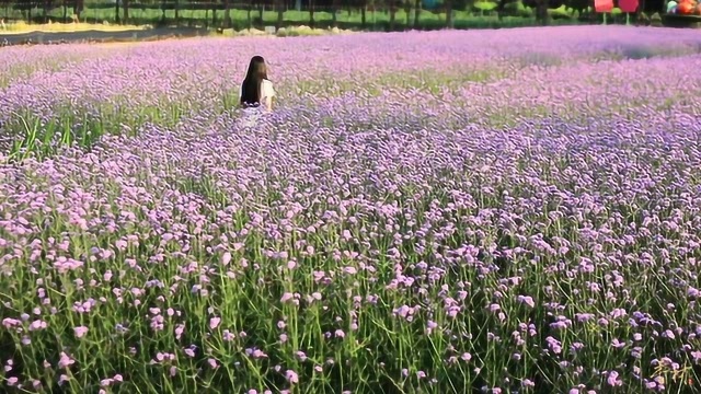 香村 马鞭草