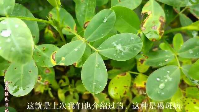 实地观察花生的褐斑病症状,这种病用这些杀菌剂防治好.