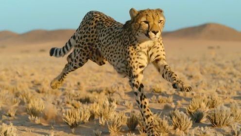 时速达80公里的猎豹像一台超跑！能完美漂移，还可瞬间急刹！