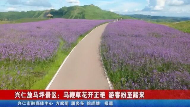 兴仁放马坪景区:马鞭草花开正艳 游客纷至踏来