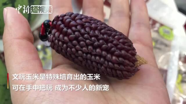 “盘”核桃已经out了?农学专业大学生教你“盘”玉米