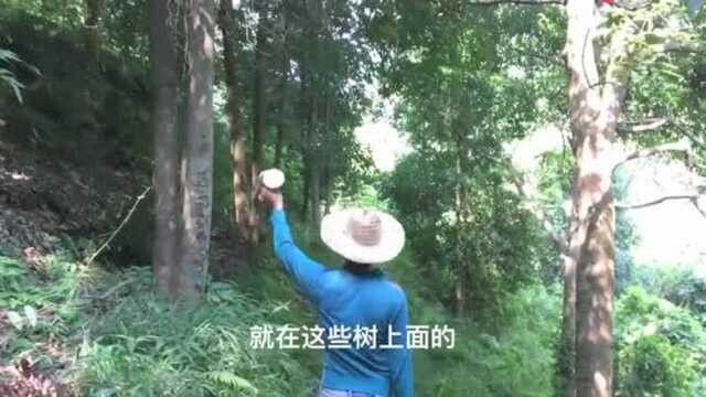 闻名天下广西八角,爬山20米高八角树徒手摘,你见过新鲜的八角吗