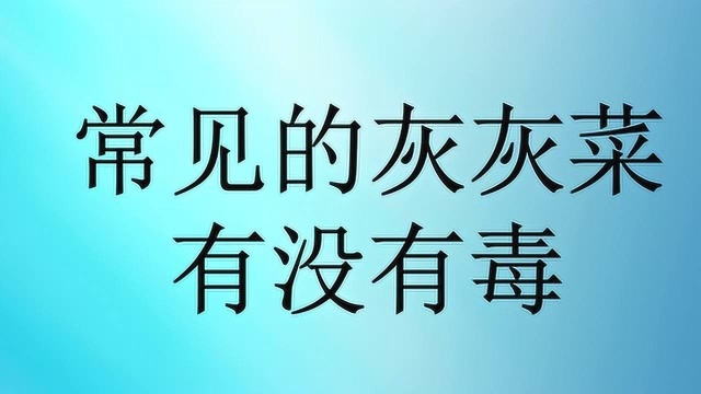 常见的灰灰菜有没有毒?