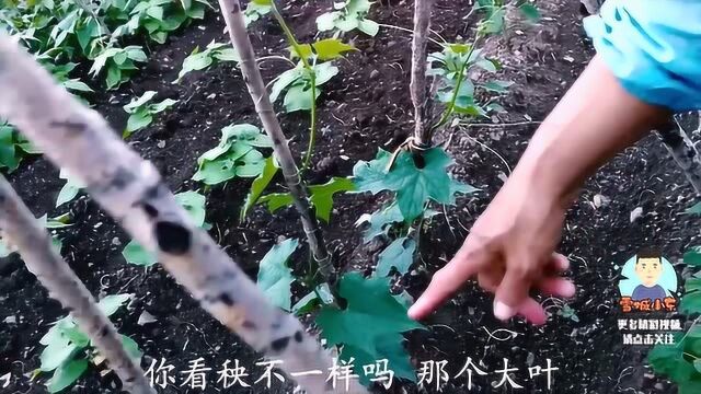 农村小菜园,种植20多种蔬菜水果,看看网友能认识几种?