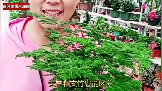 云竹和文竹您能区分?云竹养殖需注意这几点,否则易黄枝甚至烂根