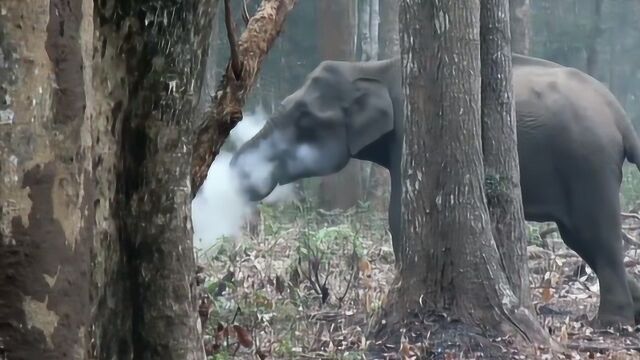 大象独自躲在树林吞云吐雾,意外被路人拍下,大象:我没有抽烟!