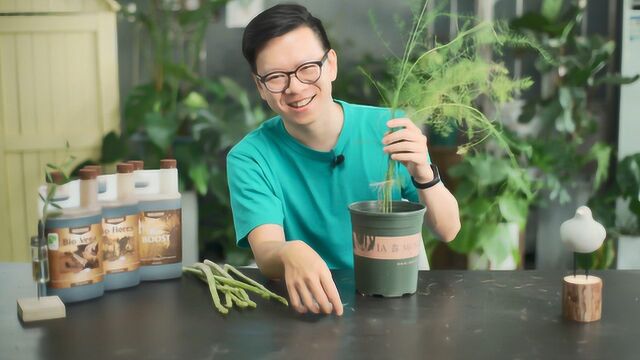 从种子开始种芦笋?怕是对它的生长周期有什么误解