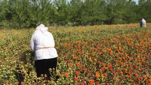 新疆裕民县红花开了,全国各地的摘红花大军来了,看看有多辛苦