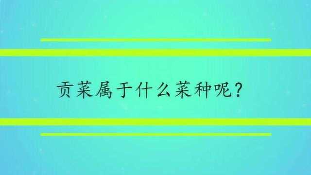 贡菜属于什么菜种呢?