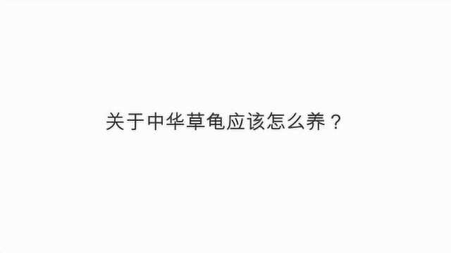 关于中华草龟应该怎么养?