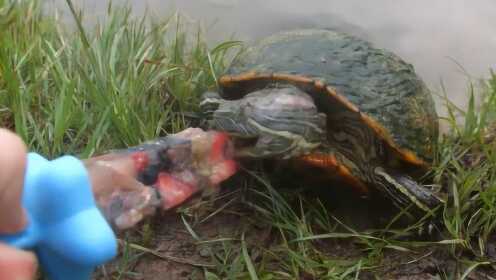 乌龟吃鱼加草莓制作的冰棍，一口下去实在过瘾，镜头还真没骗人 - 腾讯视频