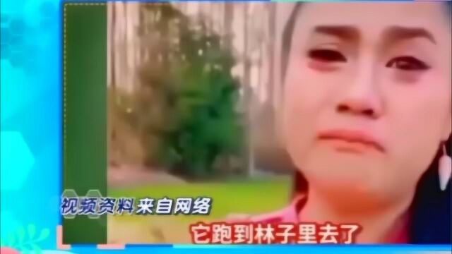 塞班到底是什么?最近超火的塞班梗,沈腾也模仿的也太搞笑了