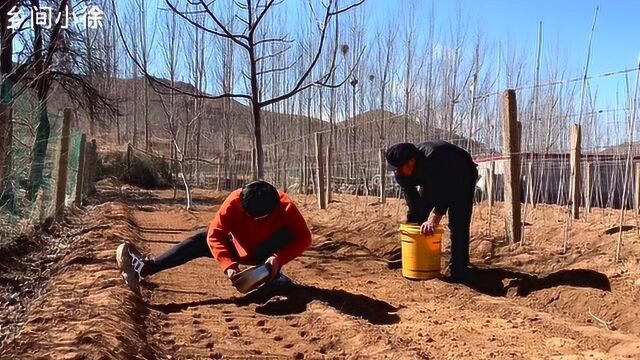 72岁老大爷教你种大蒜,记住这2点,你也可以种出又大又好的大蒜