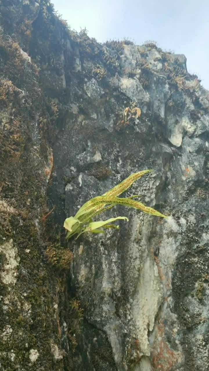 这是肾经草生长在悬崖峭壁边上结果掉下去了