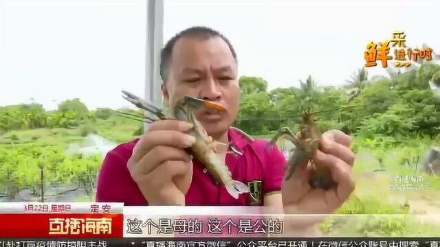 澳洲龙虾初长成 肉质鲜美受欢迎