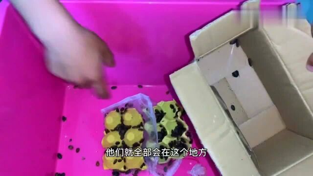 小吴开箱只蟑螂,相当于饲料中的澳洲大龙虾,密密麻麻一大片