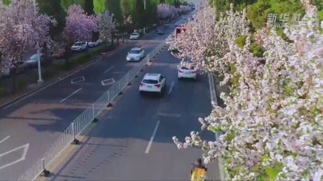 天津蓟州:花开烂漫春意浓