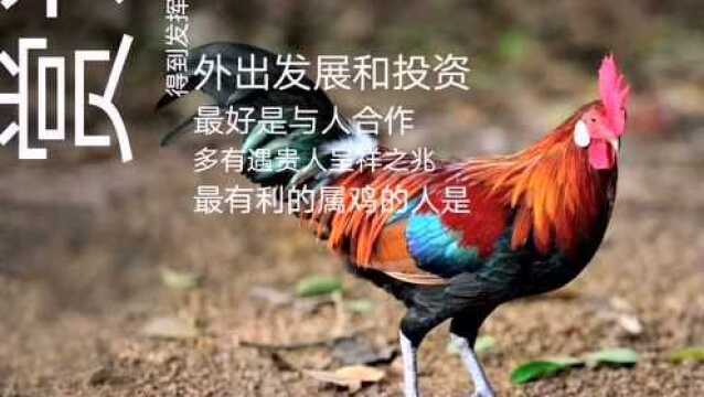 属鸡的人,2020年,事业!财运!