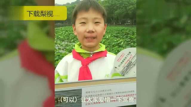 不一样的六一!8小学生西湖宣传“请勿投喂鸳鸯”,游客怒赞