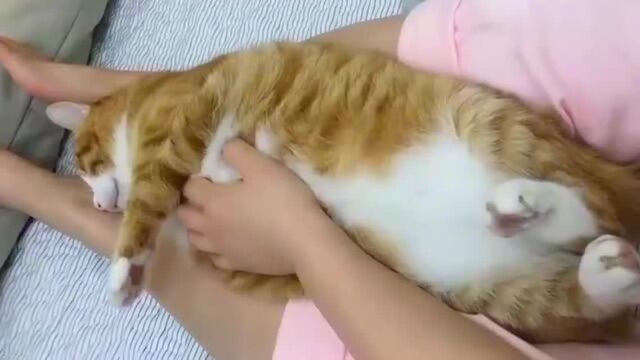 能控制住这么胖的橘猫,也只有这双美腿了