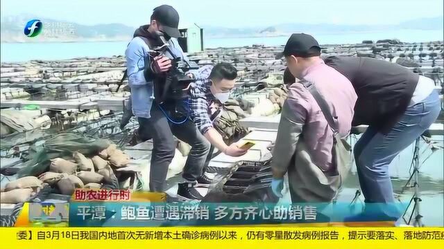 平潭:鲍鱼遭遇滞销难题 多方齐心助销售!