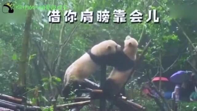 大熊猫:同为单身熊,风雨中相拥,你却一失足成落水熊?