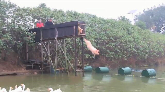 大爷训练猪跳水,落水姿势太欢乐,猪这辈子也没想到