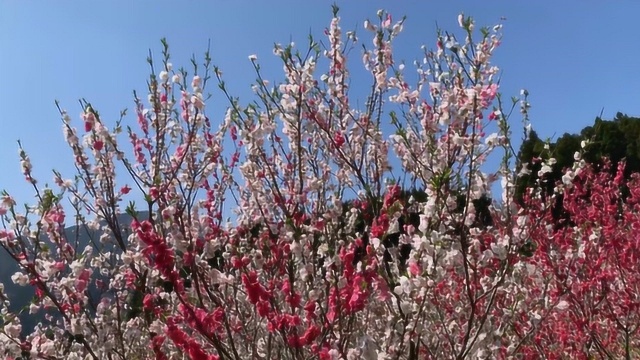 桃花美景观赏,桃花盛开风景欣赏