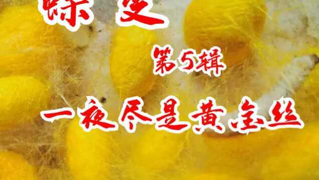 《蝶变》,从来没见过的黄金丝,一夜不见被震撼到了