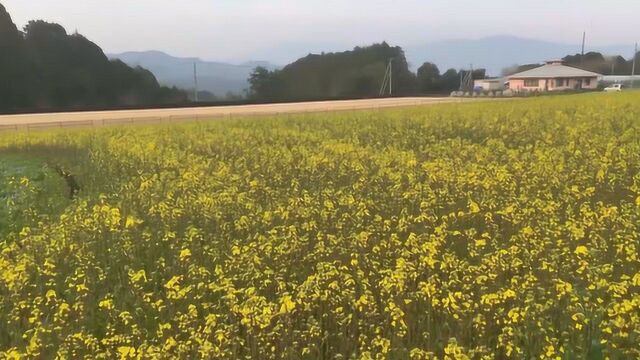 油菜花海观赏,油菜花盛开美景,油菜花风景