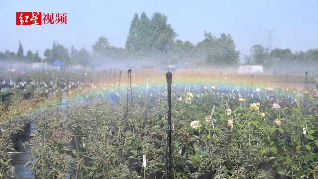 成都一花园浇花浇出彩虹走红网络,工作人员:每天都有彩虹看