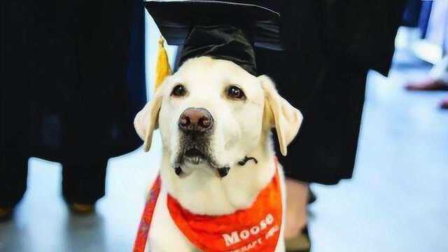 走上狗生巅峰?美国8岁治疗犬获博士学位,帮千人摆脱焦虑!