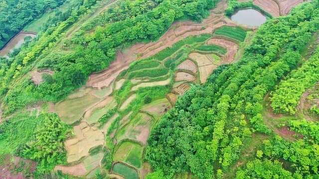 航拍衡南县谭子山镇万亩油桐林基地,“红色沙漠”变成“聚宝盆”