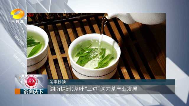 湖南株洲:茶叶“三进”助力茶产业茶闻天下