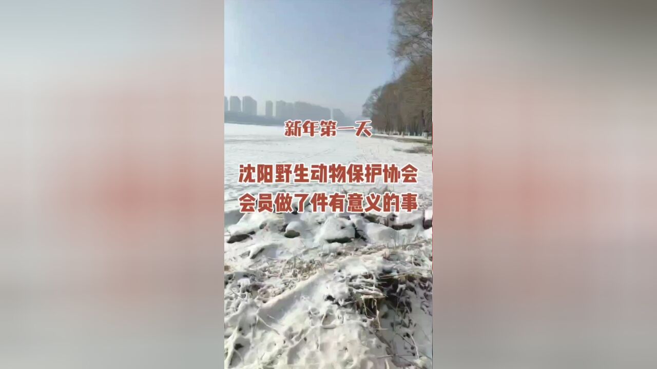 新年第一天,沈阳野生动物保护协会会员,做了件有意义的事