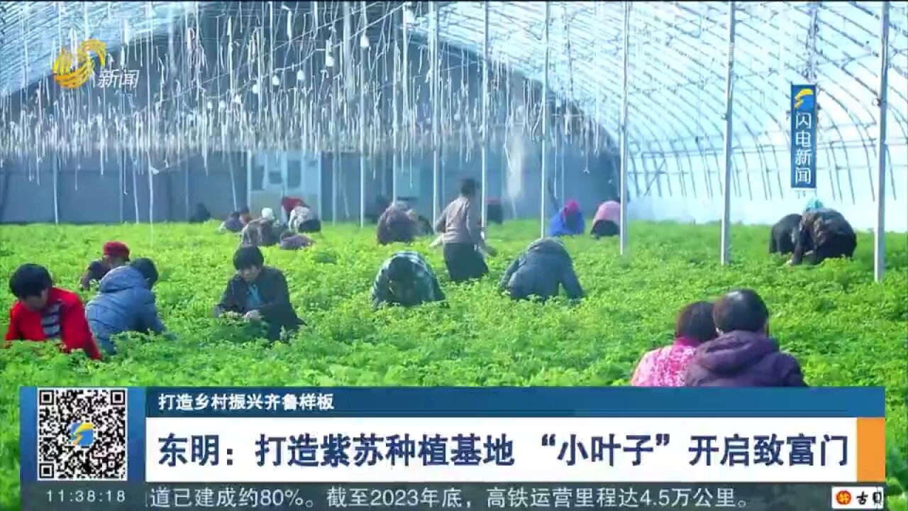 东明打造紫苏种植基地,根茎叶均具利用价值,"小叶子"开启致富门