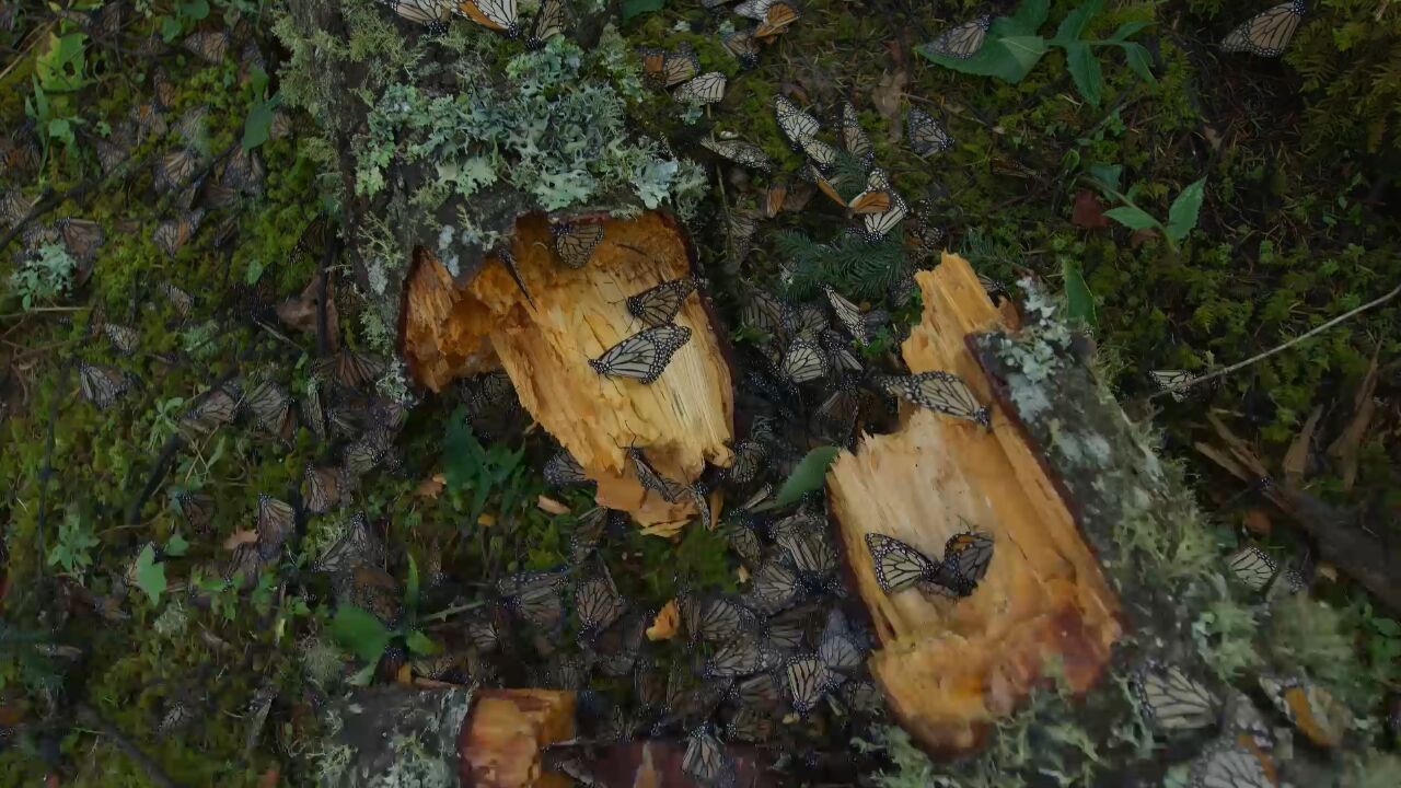 当数十万只蝴蝶聚集在一起,能存活下来的仅一小部分|纪录片