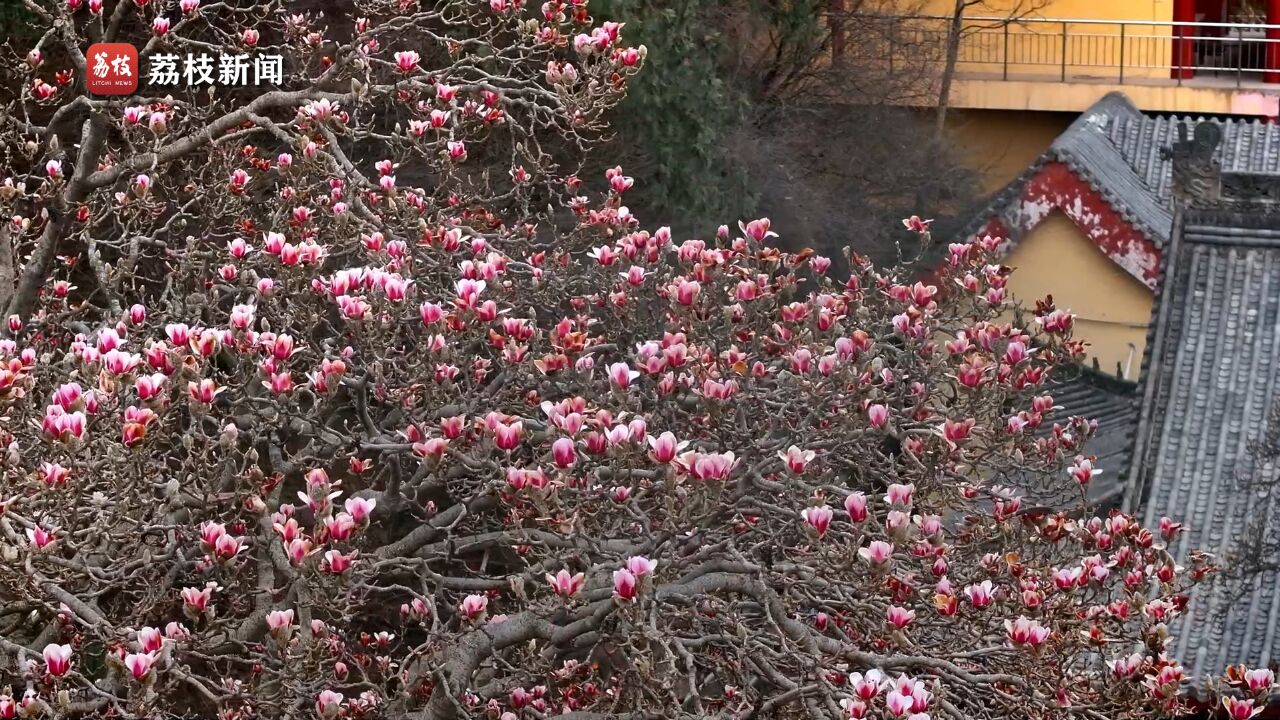 俏丽夺目!陕西秦岭千年粉玉兰绽放