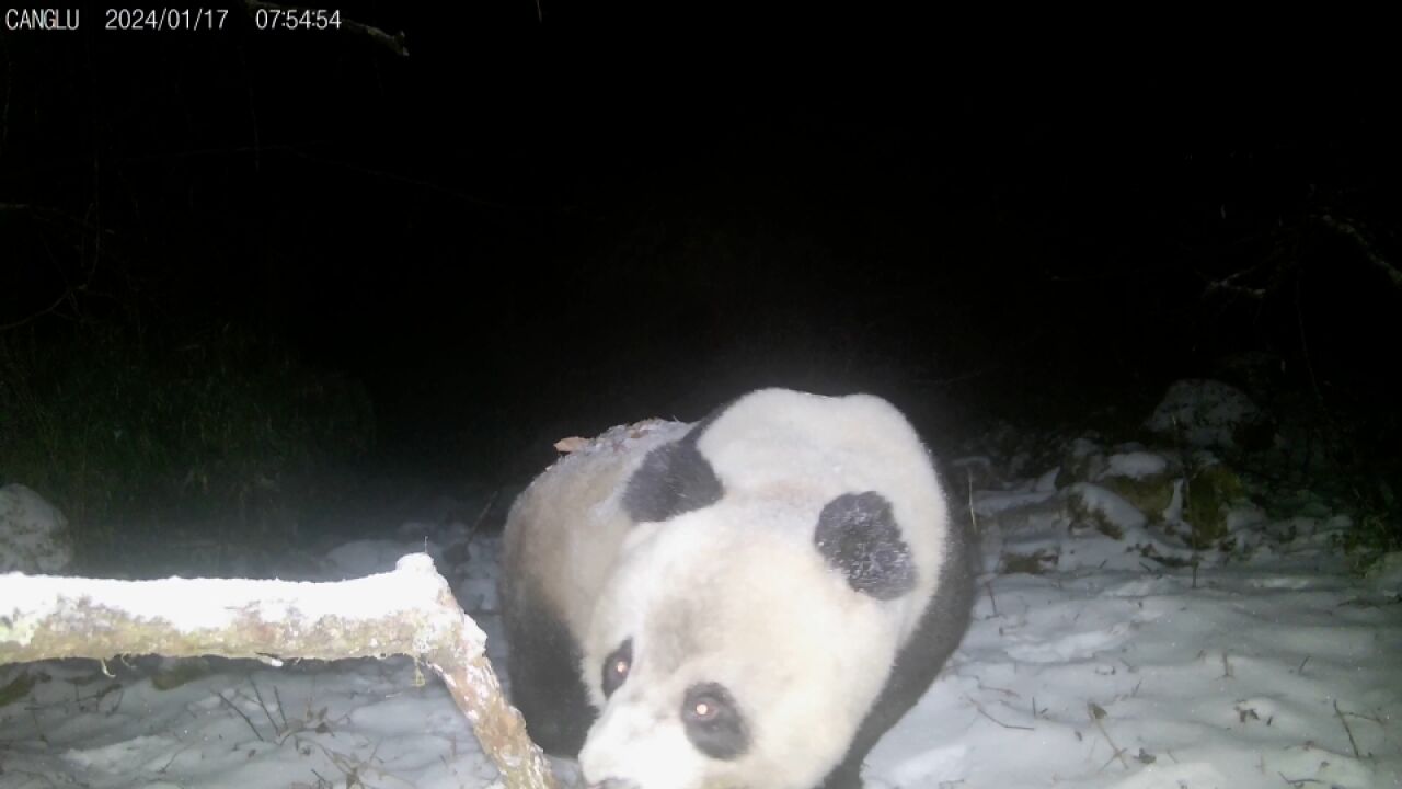 长青保护区 同一点位多次监测到大熊猫活动画面