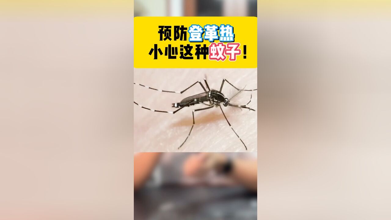 预防登革热,小心这种蚊子