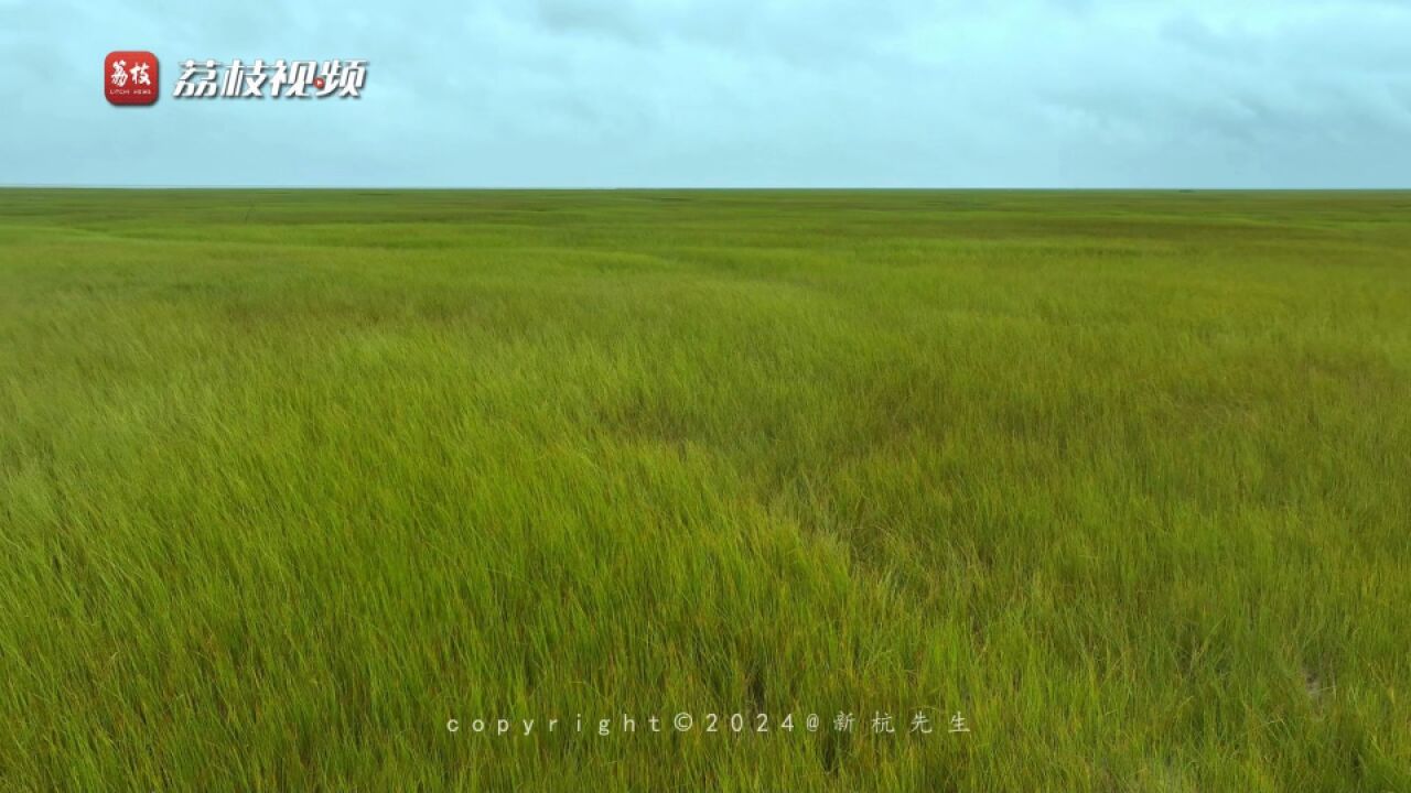 绿草如海!浙江余姚滩涂美似龙猫草原