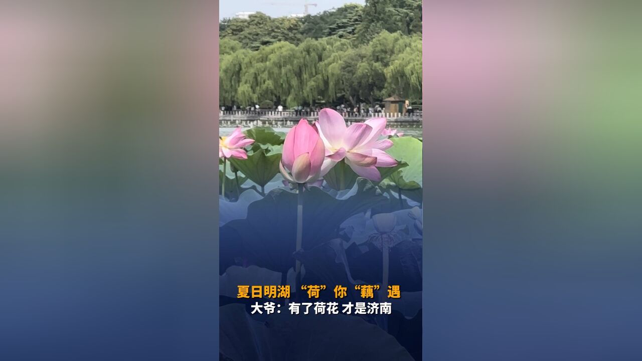 夏日明湖 “荷”你“藕”遇 大爷:有了荷花 才是济南