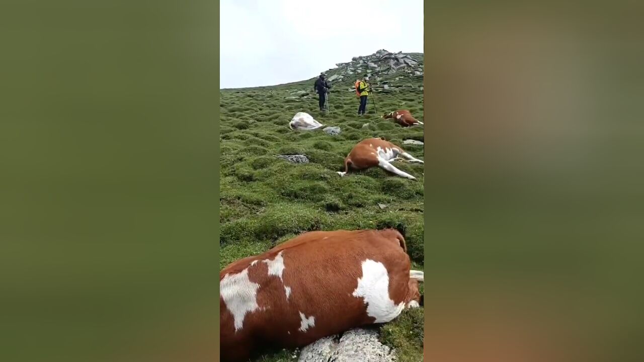 五台山风景区7头牛遭雷击死亡!拍摄者:这些牛都是农户家散养的