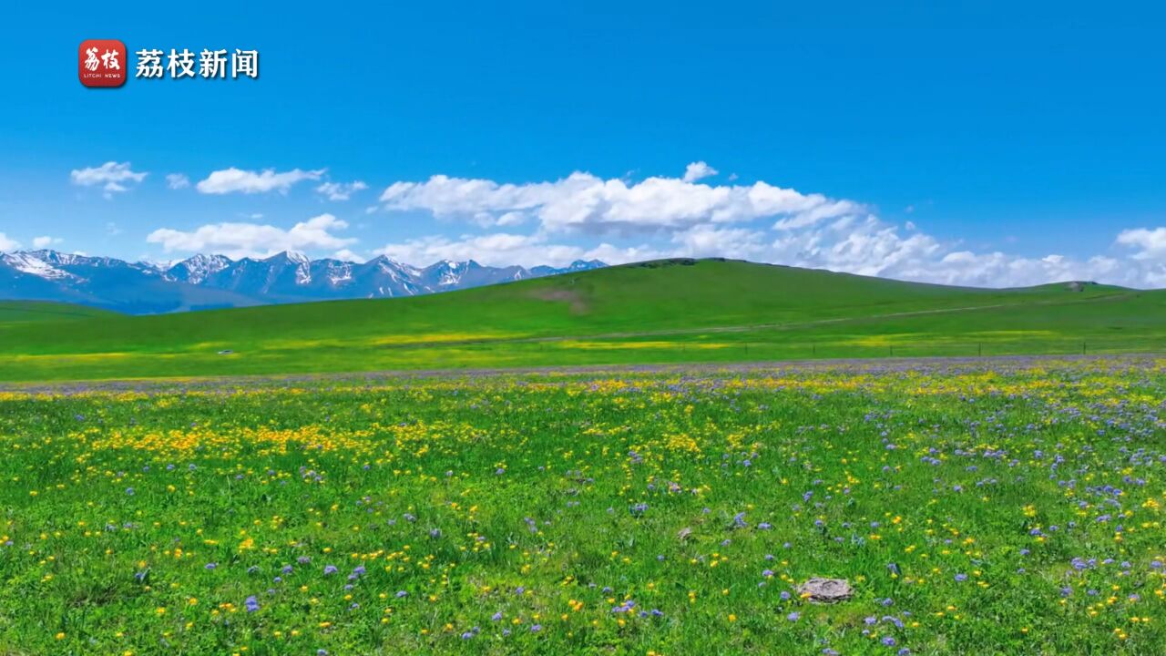 童话世界!新疆喀拉峻大草原野花遍地灿烂明媚