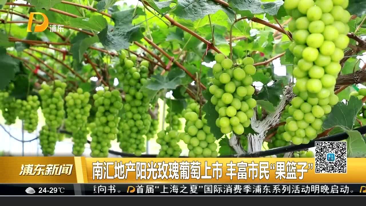 南汇地产阳光玫瑰葡萄上市 丰富市民“果篮子”