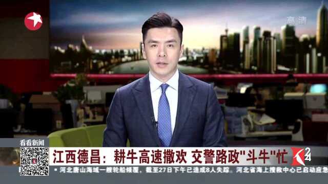 江西德昌:耕牛高速撒欢 交警路政“斗牛”忙